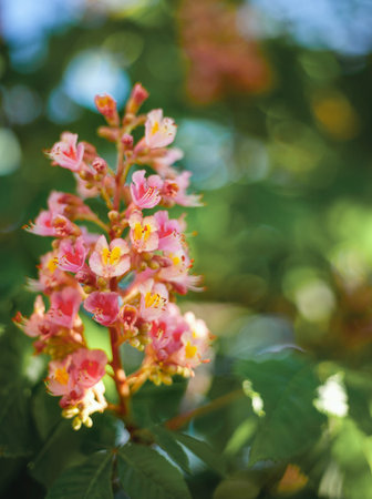 Spring floral background. Blooming pink chestnut close-up. Blurred green background with bokeh....