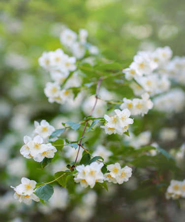 Spring floral background. A branch of flowering jasmine on a bush.の写真素材