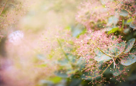 Natural floral spring background with copy space. Blooming bush of a fluffy plant. Blurred background, shallow depth of field, selective focus, bokeh.の写真素材