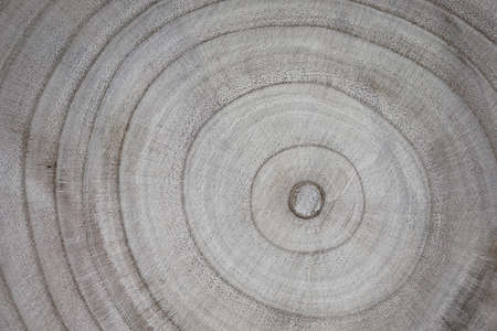 abstract background. wood texture. Annual rings on a saw cut tree close-up.の写真素材
