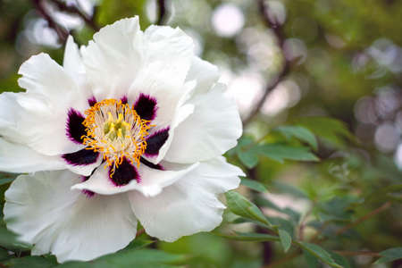 floral background. White tree peony flower close-up, copy spaceの写真素材