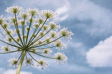 natural plant background. Cow parsnip (Heracleum lanatum) against a blue sky with clouds, view from below.の写真素材