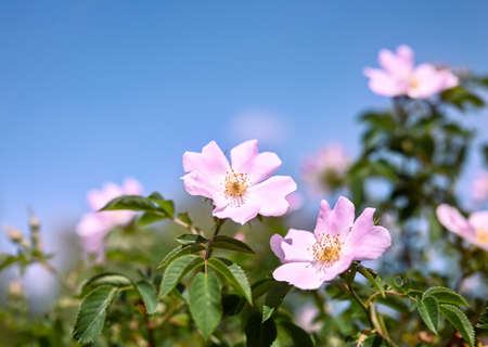 Floral spring or summer background. Rosehip flowers against the blue sky. Shallow depth of field.の写真素材