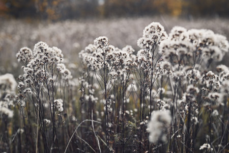 autumn background. Dry fluffy field plants.の写真素材