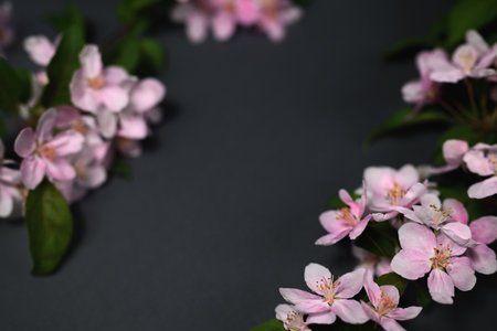 spring composition. Branches with flowers of a decorative apple tree on a dark gray background.の写真素材