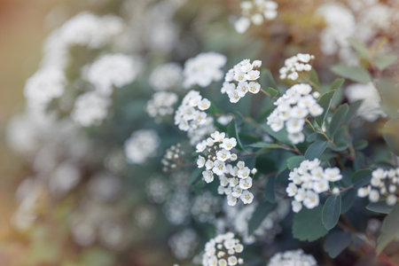 Spring floral background. Flowering branches of Spiraea vanhouttei in the spring garden. Shallow depth of field, copy space.の写真素材