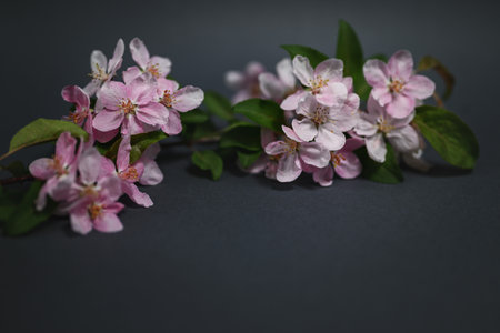 A branch of a flowering decorative apple tree on a dark gray background. Shallow depth of field, copy space.の写真素材