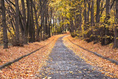 autumn background. Walkway with paving stones in the city park. Cloudy weather, fallen leaves.