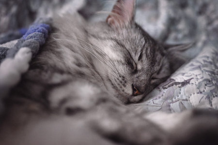 The gray cat sleeps covered with a soft blanket. Eyes closed, deep sleep. Shallow depth of field, soft focus.の写真素材