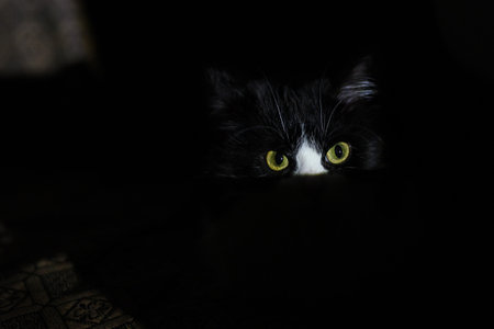 Portrait of a black and white cat, only the eyes are visible. A beam of light illuminates the cat's head in complete darkness. Serious cat looks into the camera. Big yellow eyes, black background.の写真素材