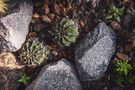 Two small green cacti against the background of stones and pebbles in the botanical garden. top view.の写真素材
