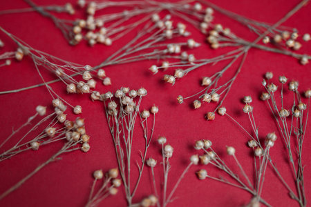 Golden sprigs of dry flax on a red background, randomly scattered. Top view, shallow depth of field.の写真素材