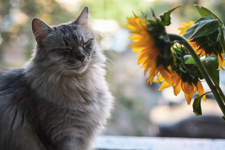 Portrait of a gray cat. The cat with closed eyes sits on the windowsill. There is a protective mosquito net on the window, a bouquet of sunflowers next to the cat. Shallow depth of field, soft focus.の写真素材