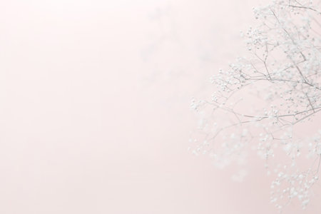 Soft natural plant background. Dreamy background with meadow flowers. Twigs of gypsophila on a pink background. High key, copy space.の写真素材