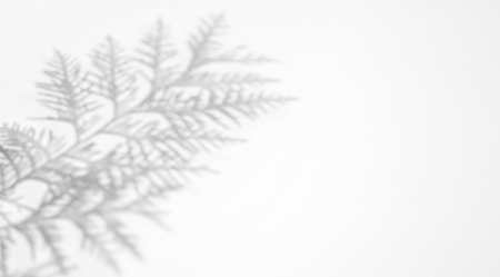 Abstract background with copy space. Shadow from thuja leaves on on a white surface.の写真素材