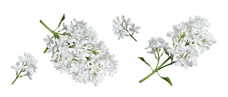 White lilac flowers isolated on white background. Design element for creating designs, postcards, patterns, floral arrangements, wedding cards and invitations.の写真素材