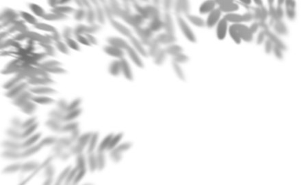Acacia leaf shadow isolated on white background. Overlay effect for photo, mockup, posters, wall...
