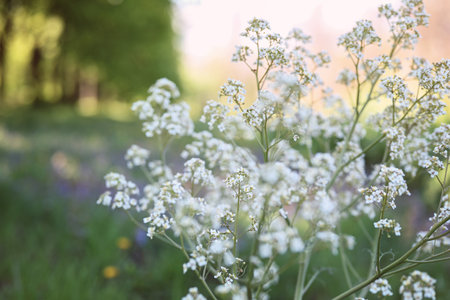 Summer background. White wildflowers at sunset. Blurred background, shallow depth of field, space for text.の写真素材