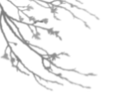 Shadow of poplar branches with buds isolated on white background, corner arrangement. Overlay effect for photo, mockup, posters, wall art. Shadow for natural light effects.の写真素材