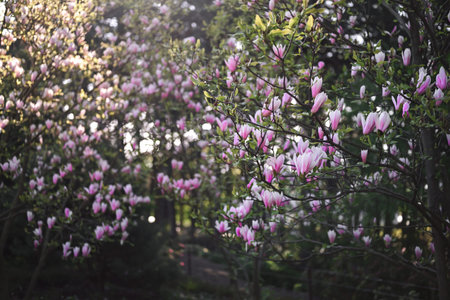 Floral background. Pink blooming magnolia in the botanical gardenの写真素材