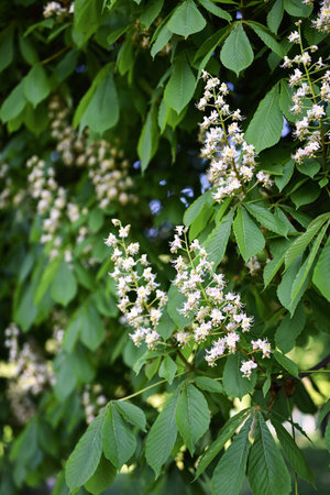 Spring background. Blossoming white chestnut tree (Aesculus hippocastanum) in the city park.の写真素材