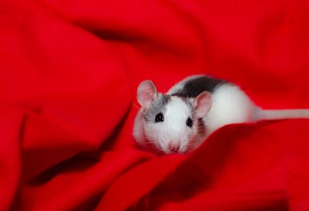 rat on the red background with copy space, the christmas mouse. Symbol of the new year.の写真素材
