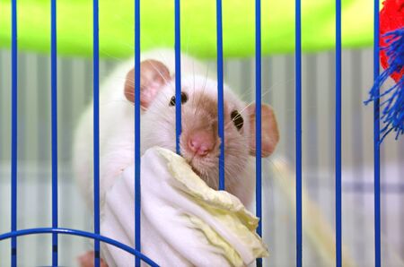 a cute California Siamese rat in a cage stuck his nose through the bars and eats a leaf of Chinese cabbage, salad. focus on the eyes. the concept of pets and their proper nutritionの写真素材