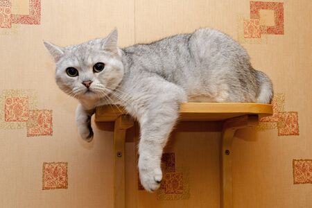 an angry, spoiled Scottish straight cat lies on a wooden shelf and looks into the frame with evil eyesの写真素材