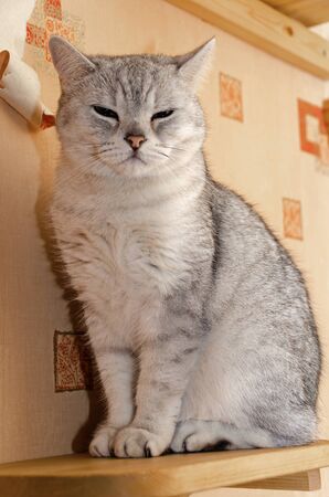 Scottish straight cat with ears down sitting on a wooden shelf. torn spoiled wallpaper and happy. Funny animals. petsの写真素材