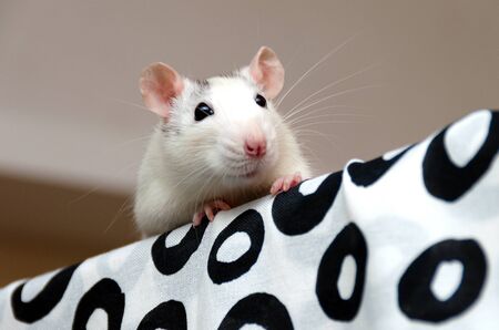 a little cute white-gray rat peeps out from behind the bed. The concept of pets and love for animals. with copy spaceの写真素材