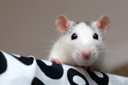 a cute funny white-gray rat looks at you with small black eyes. love for pets. laboratory rats. with copy spaceの写真素材