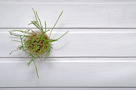 Fresh green sprouted sprouts. Healthy lifestyle. Natural food. Microgreens vegan and healthy eating concept. Copy space. seedlings. weed for cats and rodents. view from aboveの写真素材