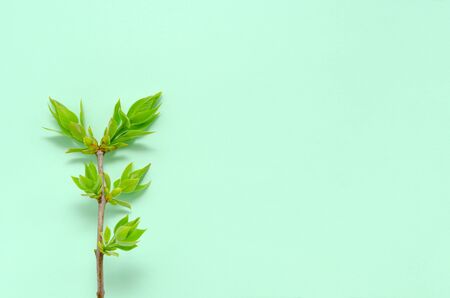 twig of a tree with spring young fresh leaves on a yellow background with copy space. Spring concept of nature revival of new zero waste. enviroment protectionの写真素材