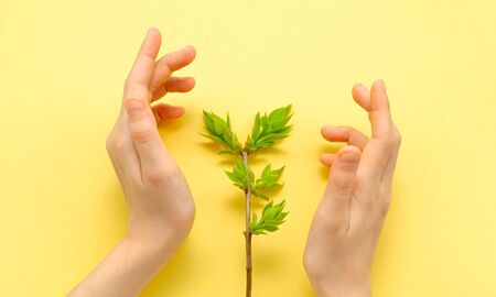 children's hands carefully protect the young spring twig with green leaves. concept protect nature recyclable zero waste close upの写真素材
