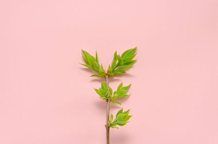 young twig of a tree with spring young fresh leaves on a pink background with place for text. Spring concept of nature revival of new zero waste. enviroment protection copy spaceの写真素材