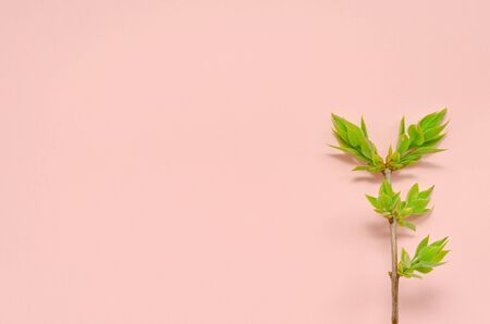 young twig of a tree with spring young fresh leaves on a pink background with place for text. Spring concept of nature revival of new zero waste. enviroment protection copy spaceの写真素材
