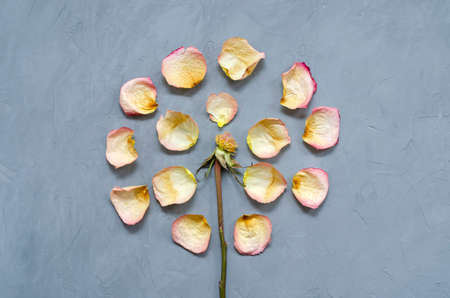 a beautiful withered rose with fallen petals around it spread out in a circle and dried leaves lies on a ultimate gray backgroundの写真素材
