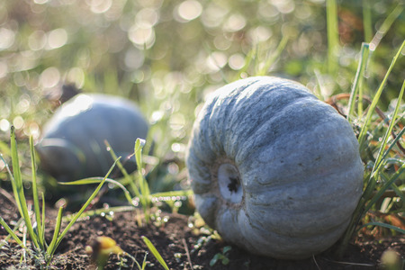 Two grey Hubbard Squashes on a branch in gardenの写真素材