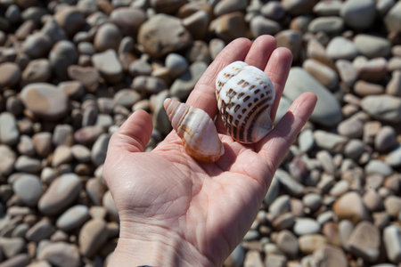 Shells from the sea in the hands of women