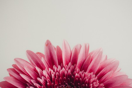 toned photo. pink bud of gerbera on a white backgroundの写真素材