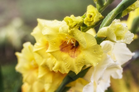 buds of yellow and white gladiolus close-up illuminated by the sunの写真素材