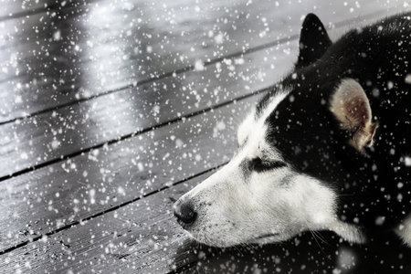 Black and white Siberian husky sleeps under running snow on a wooden terrace