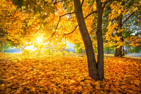 Rays of the sun through golden autumn maple leaves on trees and on the ground in Tsaritsyno Park in...