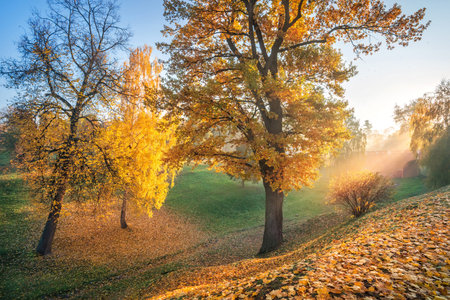 The rays of the autumn sun through golden trees in a ravine in Tsaritsyno park in Moscow in the...