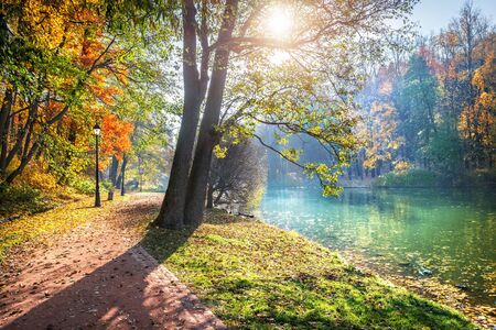 A tree with leaves glowing in the sunlight on branches on the banks of a pond in the Tsaritsyno autumn park in Moscow and colorful treesの写真素材