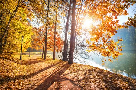 A pond in Tsaritsyno park in Moscow among golden autumn trees in the morning sunの写真素材