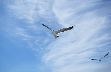 seagulls flying in the blue sky
