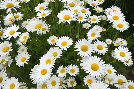 background of wild wild white daisiesの写真素材