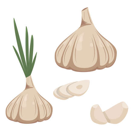 Garlic in a flat style isolated on a white background. Whole garlic, garlic cloves and cutのイラスト素材