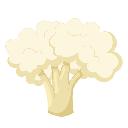 Cauliflower isolated on white background. flat style